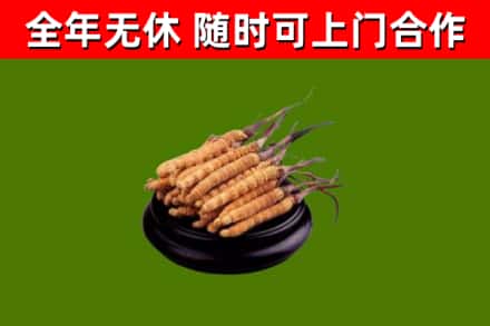 平乡回收散虫草