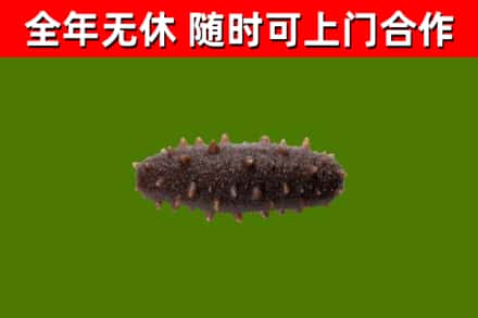 平乡回收海参干